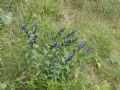 Gentiana asclepiadea